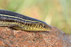 Gerrhosaurus flavigularis