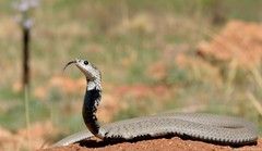 Hemachatus haemachatus