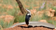 Hemachatus haemachatus