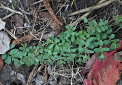 Polygonum achoreum