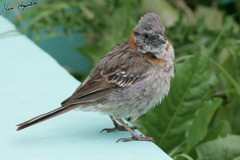 Zonotrichia capensis australis