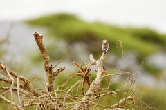 Polihierax semitorquatus