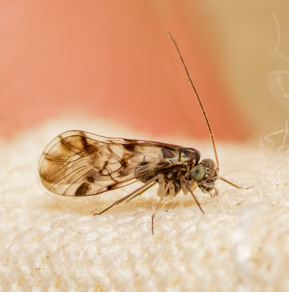 Ptycta polluta