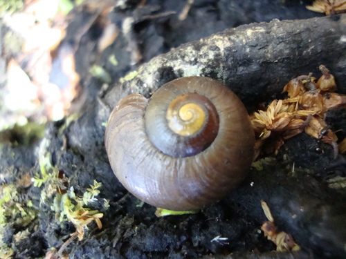 Subspecies Powelliphanta lignaria ruforadiata · iNaturalist