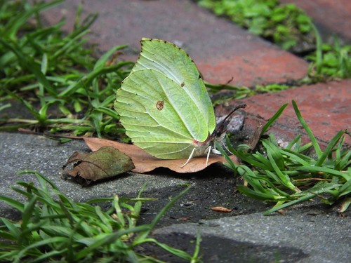 Gonepteryx taiwana