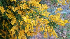 Genista stenopetala
