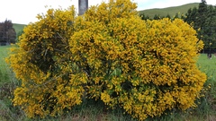 Genista stenopetala