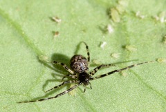 Cryptachaea blattea