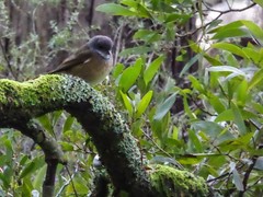 Pachycephala olivacea