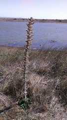 Echium glomeratum