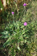 Cirsium canum