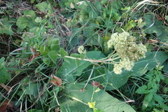 Hylotelephium telephium