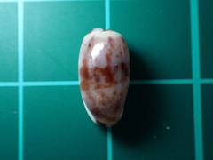 ツマムラサキメダカラ