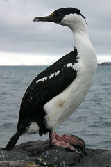 Leucocarbo bransfieldensis