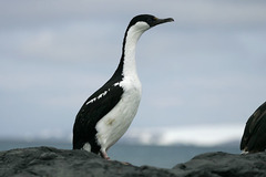 Leucocarbo bransfieldensis
