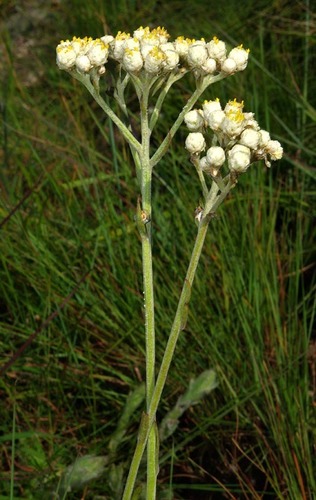 Helichrysum platypterum image