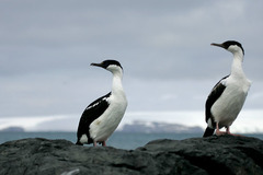 Leucocarbo bransfieldensis