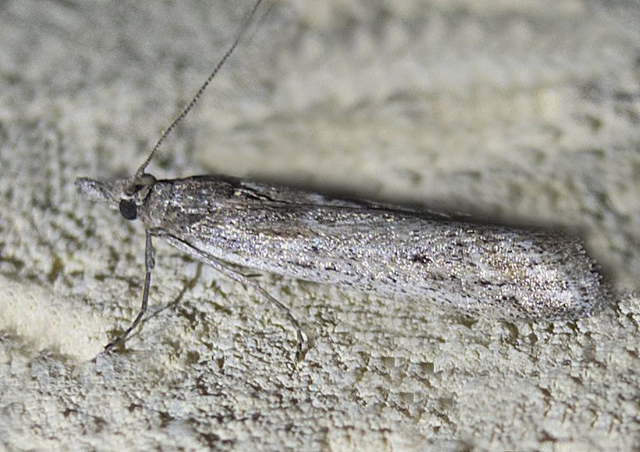 Ancylosis sareptalla