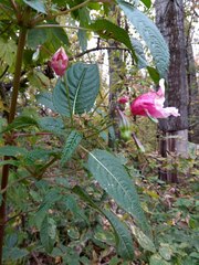 Impatiens glandulifera