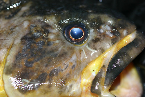 Nototheniidae