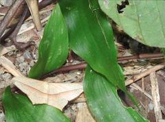 Timandra convectaria
