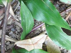 Timandra convectaria