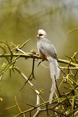 Colius leucocephalus