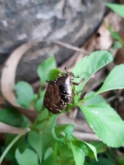 Protaetia orientalis