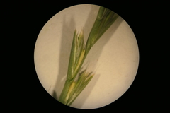 Lolium rigidum