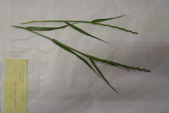 Lolium rigidum