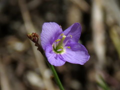 Heliophila adpressa