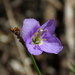Heliophila adpressa - Photo (c) Gigi Laidler,  זכויות יוצרים חלקיות (CC BY-NC), uploaded by Gigi Laidler