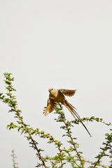 Urocolius macrourus