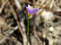 Heliophila adpressa