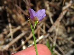Heliophila adpressa