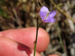 Heliophila adpressa