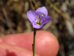 Heliophila adpressa