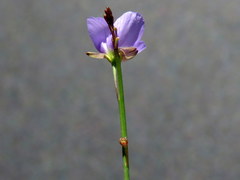 Heliophila adpressa