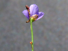 Heliophila adpressa