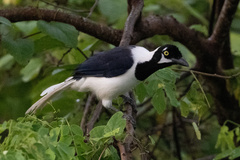 White-Tailed Jay photo 5