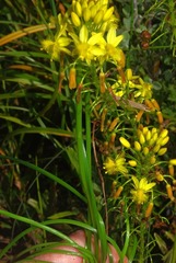 Bulbine capitata