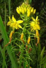 Bulbine capitata