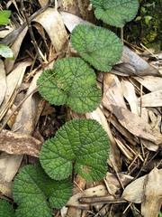 Rubus pectinellus