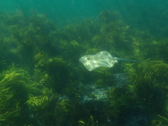 Hemitrygon fluviorum