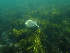 Hemitrygon fluviorum