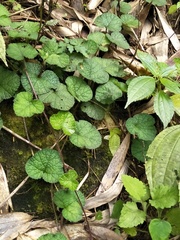 Rubus pectinellus