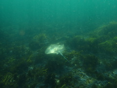 Hemitrygon fluviorum