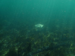 Hemitrygon fluviorum