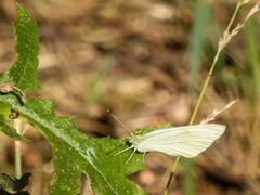Pieris rapae rapae
