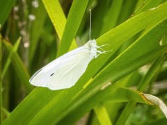 Pieris rapae rapae